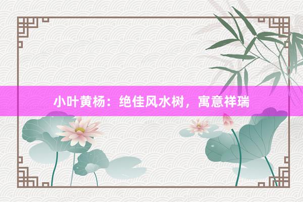 小叶黄杨：绝佳风水树，寓意祥瑞