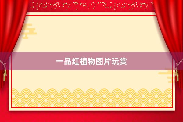 一品红植物图片玩赏