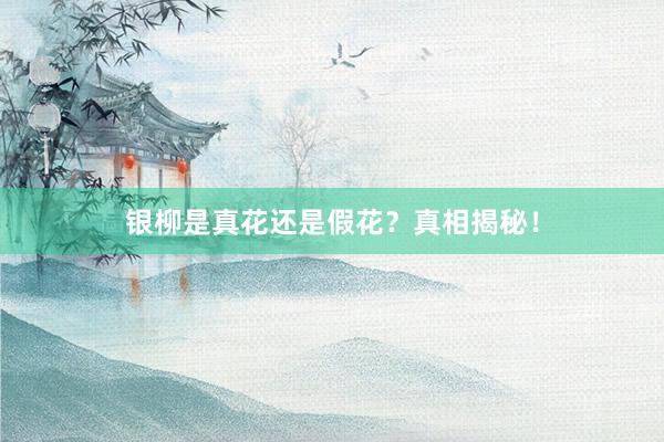 银柳是真花还是假花？真相揭秘！