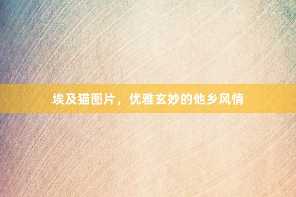 埃及猫图片，优雅玄妙的他乡风情